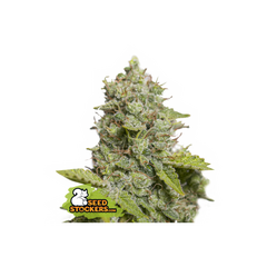 CBD Critical XXL Auto, Фасовка: 5